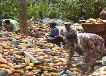 Cacao