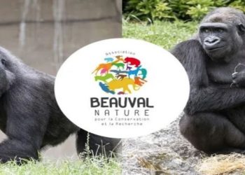 Gorilles de Beauval