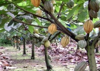 Plantation de Cacao