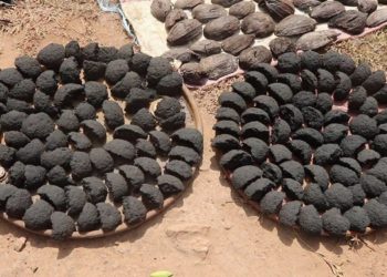 Cabosses de Cacao