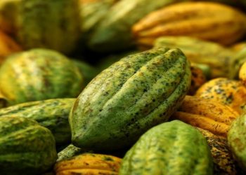 cacao Côte d'Ivoire