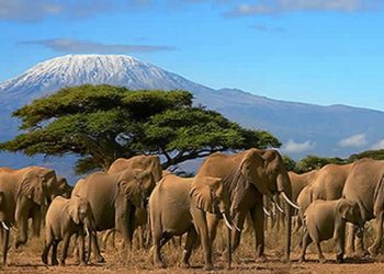 kilimandjaro