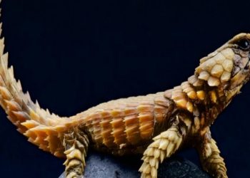 COrdyle