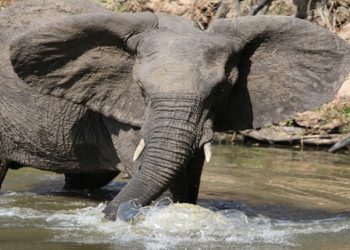 Elephan Af