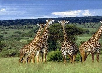 Girafes Afrique