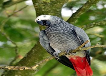 Jaco Perroquet du Gabon