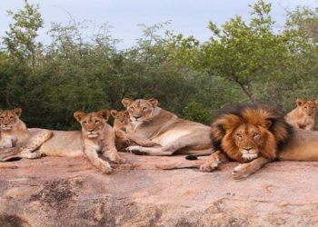 Lion du Gabon