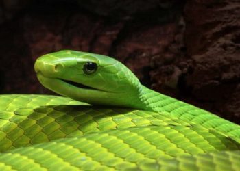 un-mamba-vert