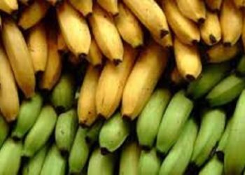 Banane UE