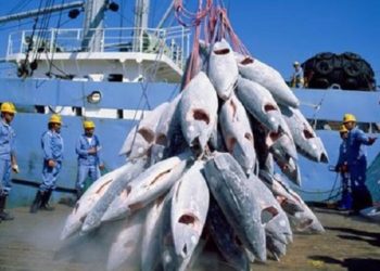 Calvo Pesca