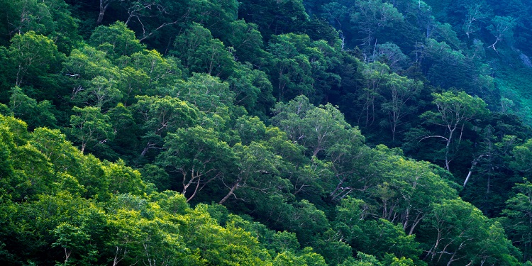 forêt vert