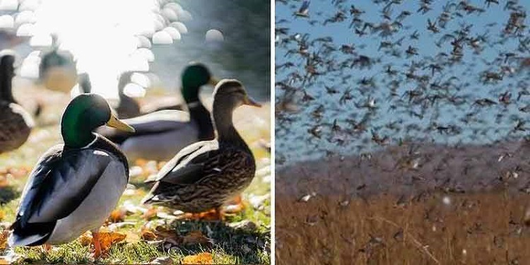canards criquets