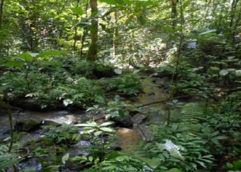 Les forêts tropicales : Un inestimable potentiel