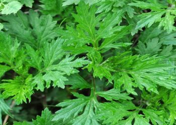 Artemisia : Efficace contre le coronavirus !