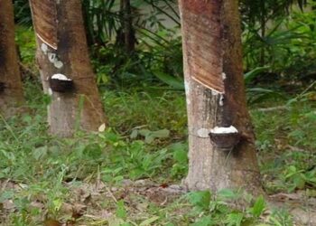 Perspectives encourageantes pour l’hévéaculture