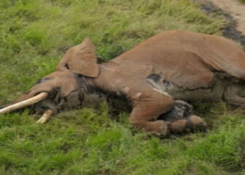Des centaines d&rsquo;éléphants retrouvés morts au Botswana