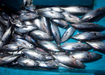 Partenariat revisité entre l&rsquo;UE et le Gabon pour le secteur de la pêche durable.