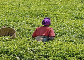 L&rsquo;agricultures africaine un défi de la sécurité alimentaire