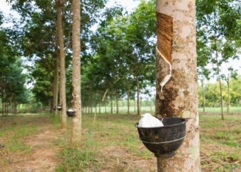 La Côte d&rsquo;Ivoire, désormais 4e mondial producteur de Caoutchouc