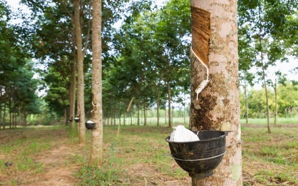La Côte d&rsquo;Ivoire, désormais 4e mondial producteur de Caoutchouc