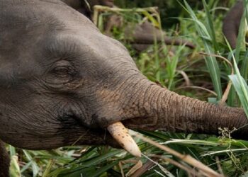 Des barrages sonores contre les pachydermes dans la Ngouniè