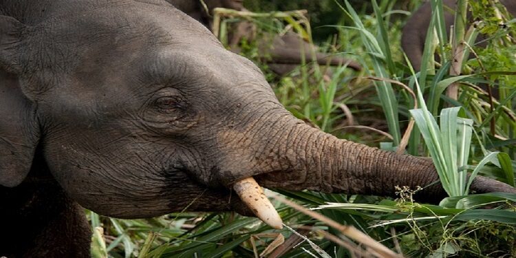 Des barrages sonores contre les pachydermes dans la Ngouniè