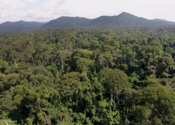 Fort de son leadership le Gabon invite les marchés financiers à s&rsquo;impliquer dans  le changement climatique
