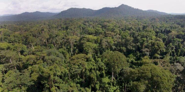 Fort de son leadership le Gabon invite les marchés financiers à s&rsquo;impliquer dans  le changement climatique