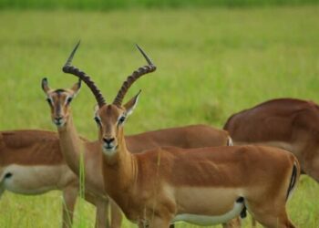 Une reprise des activités envisagée pour le parc de Lekedi
