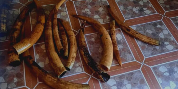 Fougamou : Un présumé trafiquant d’ivoires aux arrêts