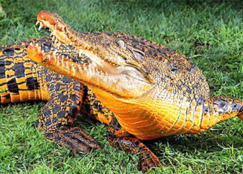 Sanctuarisation du site des crocodiles oranges d’Omboué￼