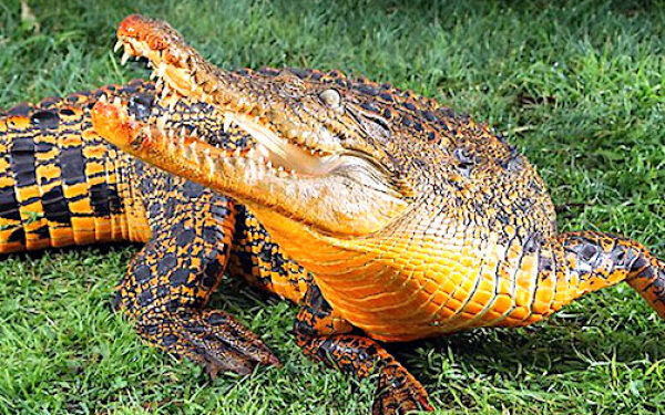 Sanctuarisation du site des crocodiles oranges d’Omboué￼