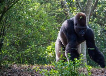 Les Merveilles du Gabon pour un leadership de l’écotourisme en Afrique
