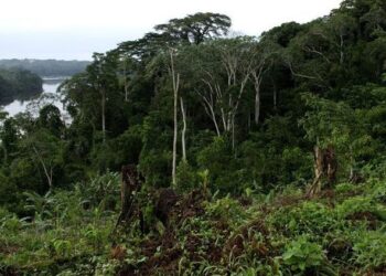 Du 27 au 28 février un One Forest summit dédié aux jeunes se tiendra à Libreville