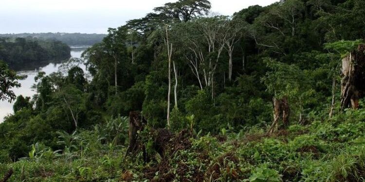 Du 27 au 28 février un One Forest summit dédié aux jeunes se tiendra à Libreville