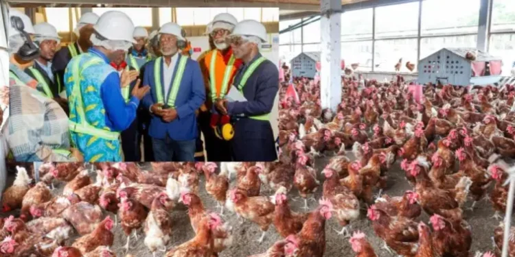 Poulet de chair : Libreville refuse de reculer face à Washington